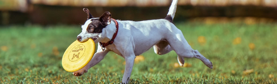 Find something your pet will love too!